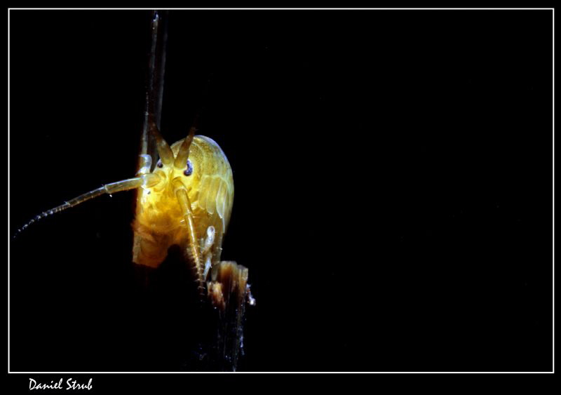 Freshwater scud - gammarus spp by Daniel Strub 