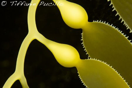 Small bladders and blades from new growths on a stalk of ... by Tiffanie Pucillo 