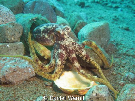 Mototi at Bonet's Corner, Dauin (the same as Gittan's, bu... by Daniel Wernli 