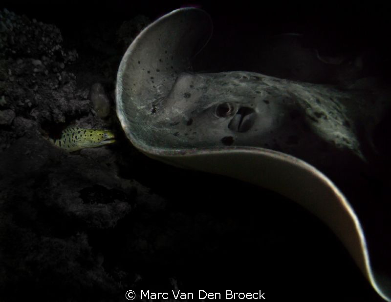 ray-murene by Marc Van Den Broeck 