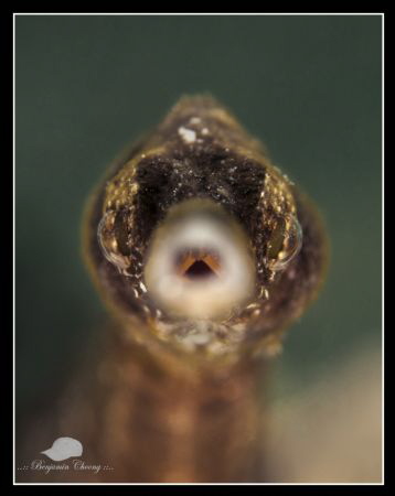 My favorite UW subject, the common pipefish. Hard to take... by Benjamin Choong 
