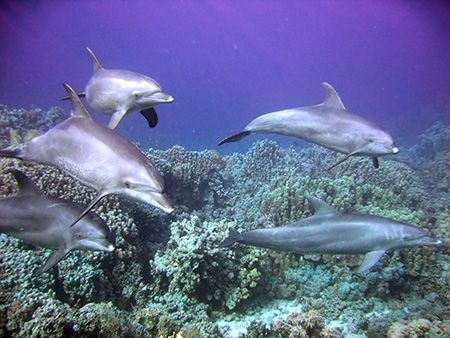 On our very last dive in Safaga, Egypt we got a "little" ... by Richard Van Der Brugge 