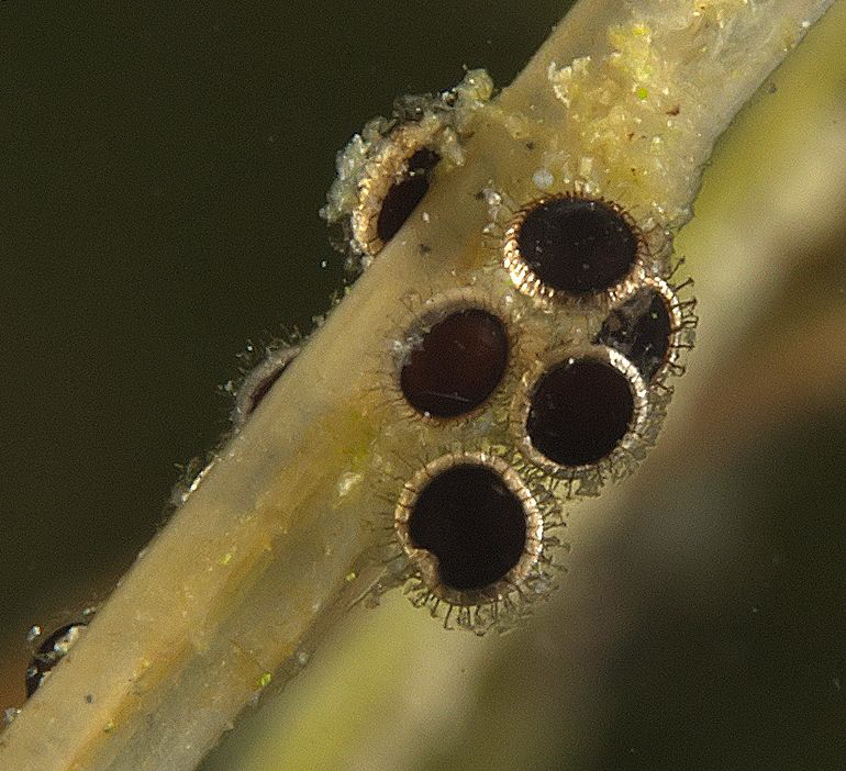 statoblasts 
(Cristatella) by Chris Krambeck 