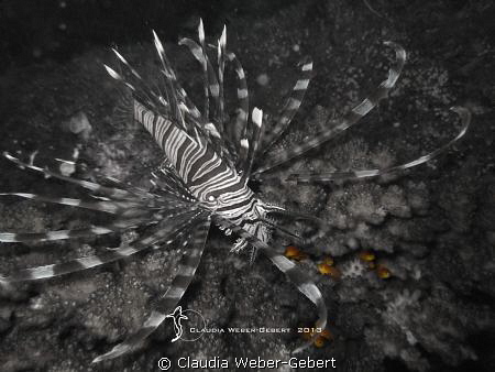 the predator... by Claudia Weber-Gebert 