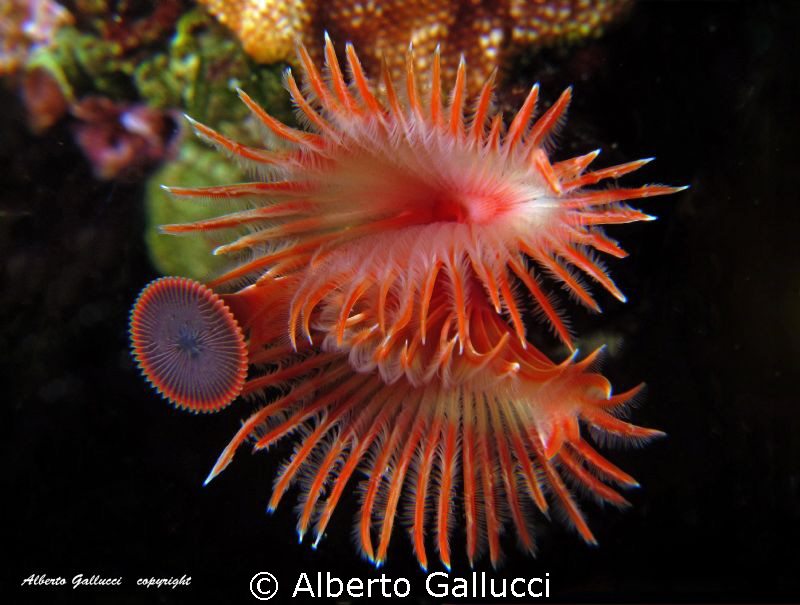 Mediterranean flower by Alberto Gallucci 