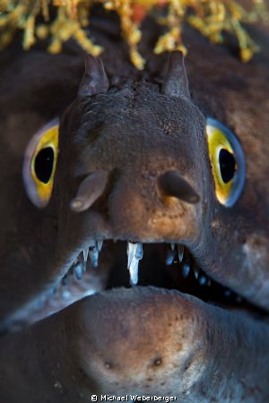 hypnosis view,nightdive at Azores by Michael Weberberger 