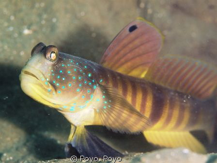 Blue Tailed Shrimp Goby by Poyo. Poyo 