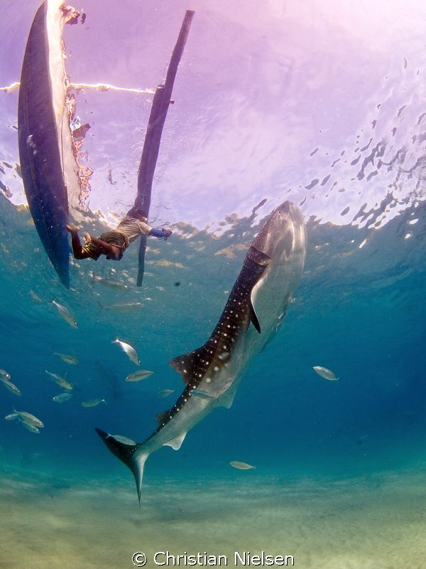 The whalesharks of Oslob. Both diving and snorkling is gr... by Christian Nielsen 