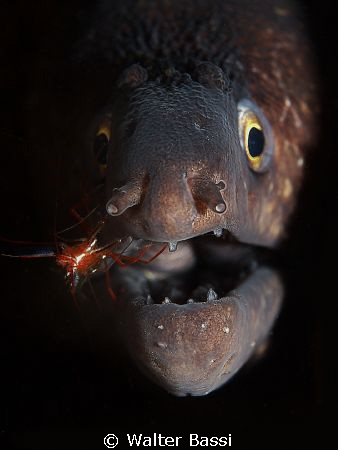 dental cleaning by Walter Bassi 
