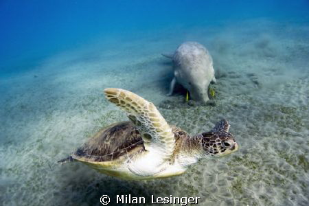 Lucky morning in Marsa Alam at 6am. by Milan Lesinger 