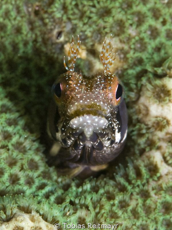 Browncheek Blenny, Piedras Pintas, San Carlos, Sonora by Tobias Reitmayr 