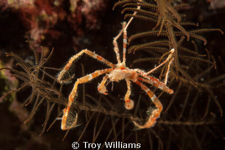 Orangutan Crab @ Cape Maeda Misaki, Okinawa by Troy Williams 