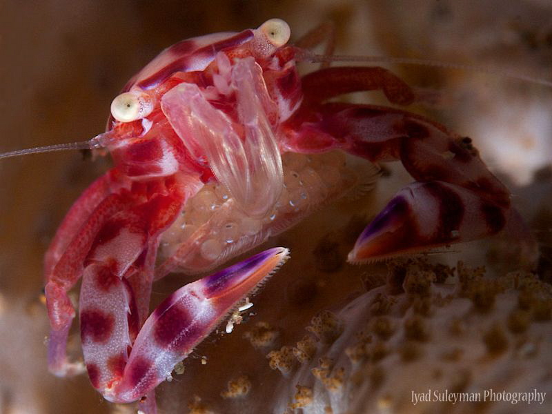 Four-lobed Porcelain Crab with eggs by Iyad Suleyman 