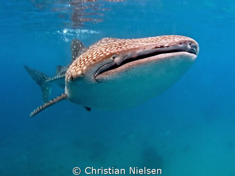 Oslob provides close-up photo opportunities by Christian Nielsen 