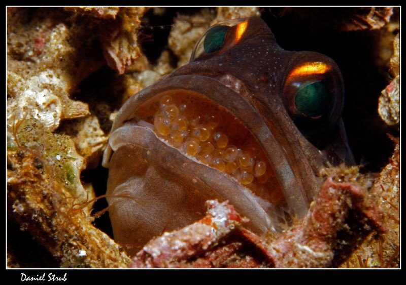 Jawfish and his breed :-D by Daniel Strub 