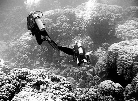Coral Heads. This image was taken at about 15 meters in n... by Frank Spooner 