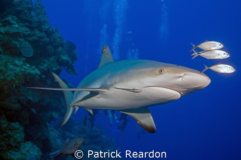 In honor of shark week. by Patrick Reardon 