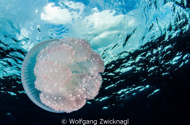 Nice killing of time during a safety stop with another ge... by Wolfgang Zwicknagl 