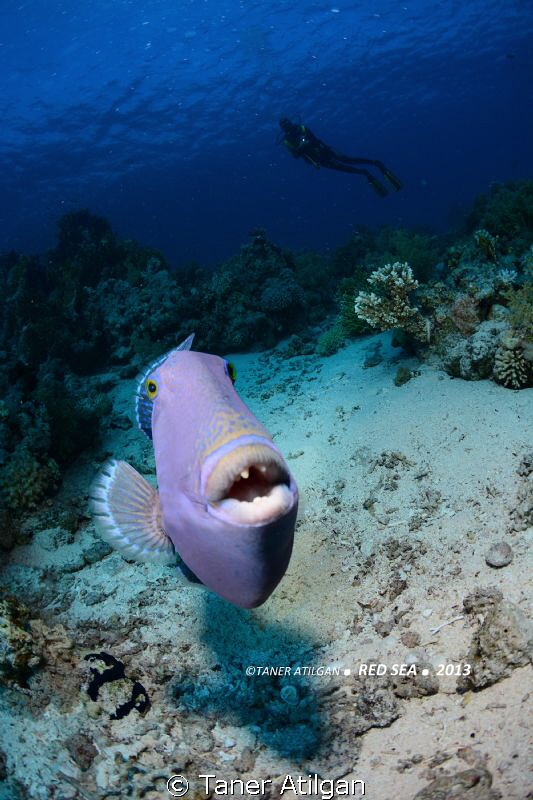 The triggerfish strikes back! by Taner Atilgan 