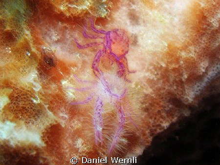 Not an artistic pic, but a lucky shot: A pink squat lobst... by Daniel Wernli 