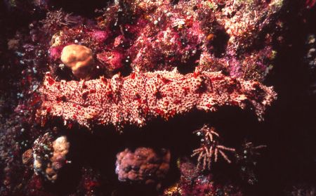 A Holothurian combs the reef near the Fathers Reef system... by Jerry Hamberg 