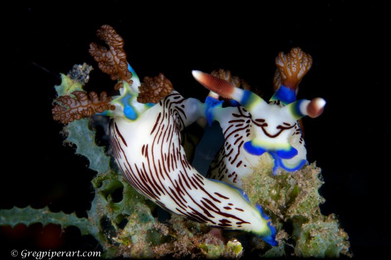 Nudi Porn. Taken in May at Atlantis Dive resorts. Dive si... by Gregory Piper 