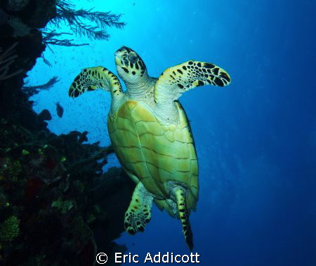 Hawksbill turtle on the wall. by Eric Addicott 