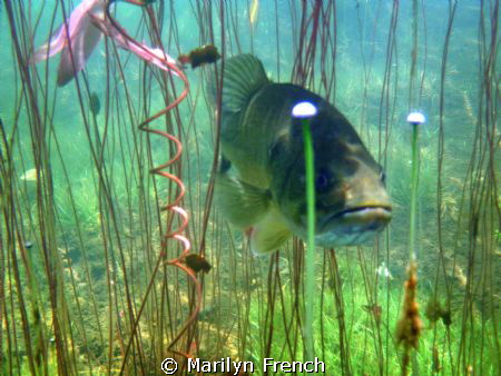 Just snorkeling along slowly looking around and this fell... by Marilyn French 