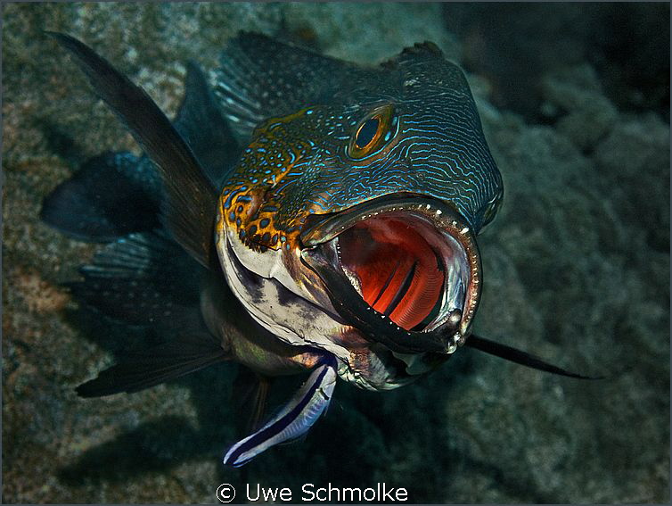 Midnightsnapper gets cleaned. by Uwe Schmolke 