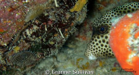 Cute little box fish by Leanne Sullivan 