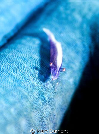 Blue Emperor on Blue Starfish! Taken with Canon 100mm mac... by Marc Damant 