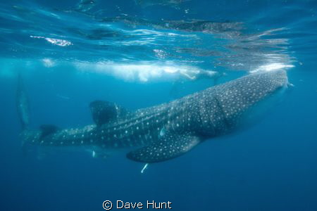 Feeding whaleshark off Isla de Mujeres with snorkelers in... by Dave Hunt 