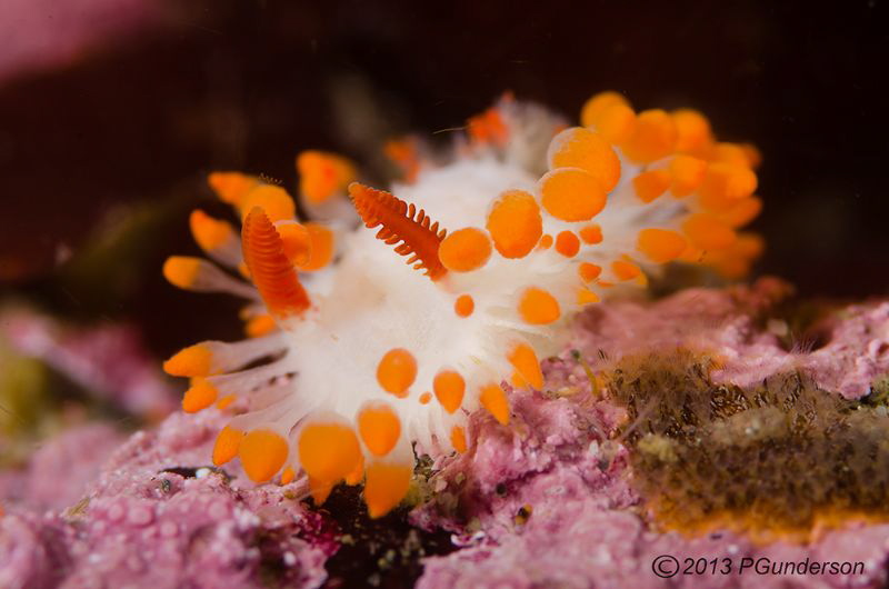Beautiful Rhinophores, Limacia cockerelli by Pat Gunderson 