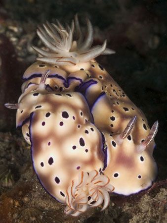 'Alltogether' from Lembeh. Taken with Olympus E-20 in Tit... by Istvan Juhasz 