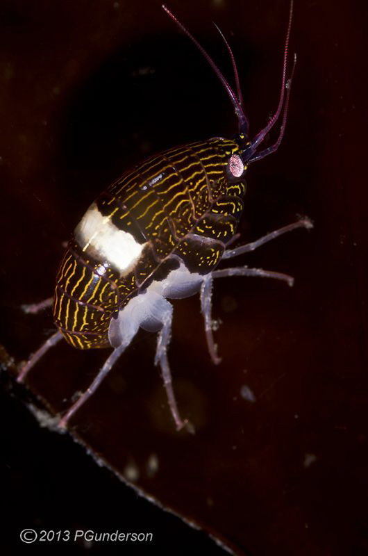 Chromopleustes oculatus by Pat Gunderson 