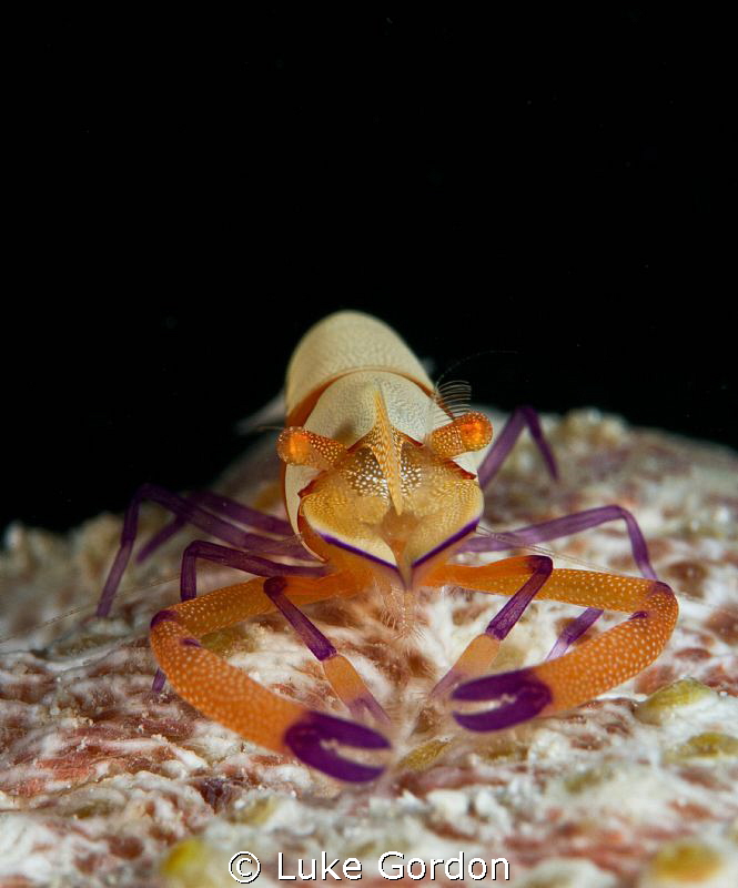 Imperial Shrimp on Thelenota anax.....guarding his moving... by Luke Gordon 