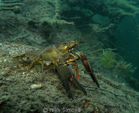 today's catch  :) by Niky Šímová 