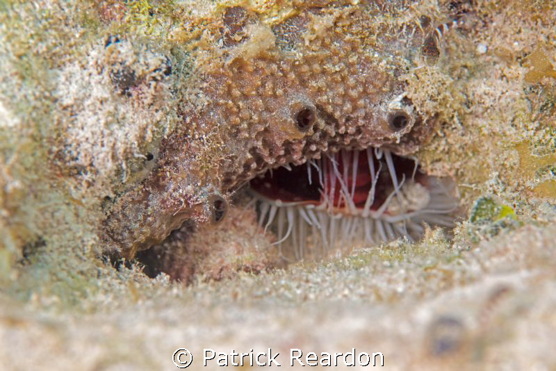 Coral and a fire clam combine to create an "underwater Co... by Patrick Reardon 