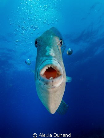 This is MY place, go away! Triggerfish, Los Lobos, Canary... by Alexia Dunand 