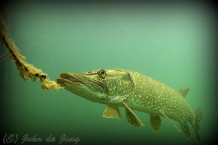 Pike during snorkling last weekend. by John De Jong 