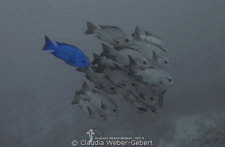 tired of running with the bunch... by Claudia Weber-Gebert 
