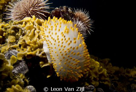 Nudibranch on the SAS PMB wreck
Simonstown S.A by Leon Van Zijl 