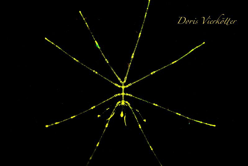 Sponchspider Fluodive by Doris Vierkötter 