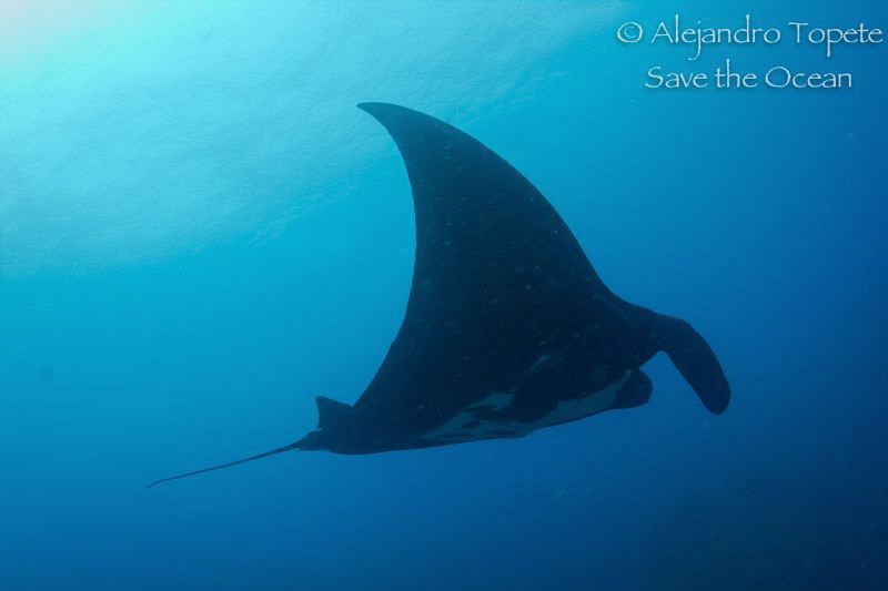 Manta Ray in the blue, Puerto Vallarta Mexico by Alejandro Topete 