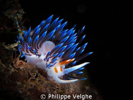 Cratena Perigrina. by Philippe Velghe 