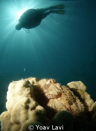 Scorpion fish and diver by Yoav Lavi 