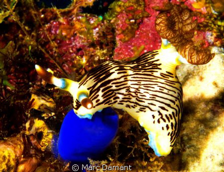 Strike a pose! This Nudibranch was perched pertfectly on ... by Marc Damant 