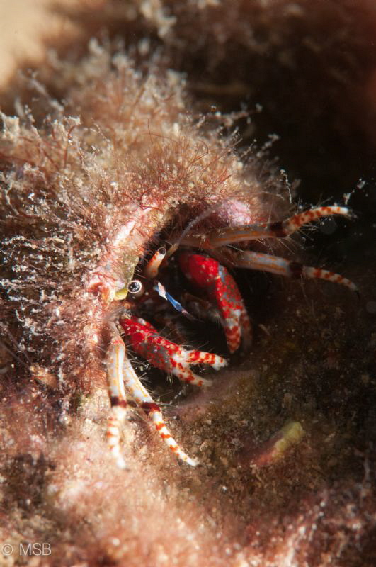 An helmit crab in Kusadası. by Mehmet Salih Bilal 
