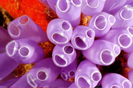 Blue bell tuniguets. Roatan, Honduras. by Shawn Jackson 