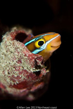 Tube-worm Blenny by Allen Lee 